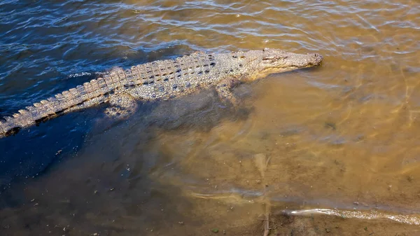 Krokodil Ausztráliában — Stock Fotó