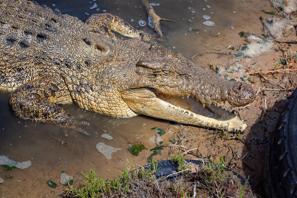 crocodile Australia