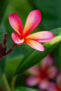 pembe frangipani çiçek