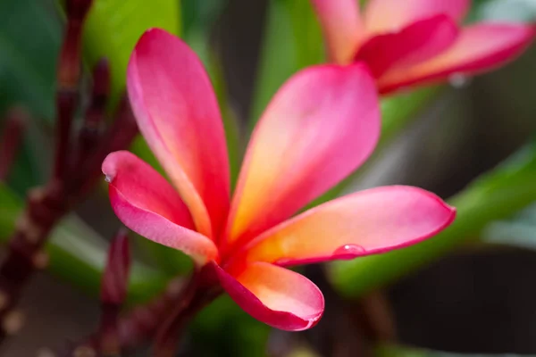 Flor Frangipani rosa — Fotografia de Stock