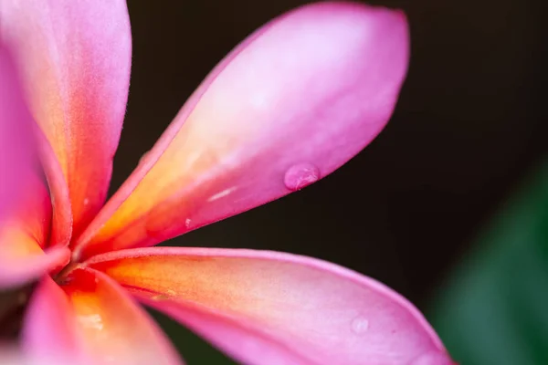 Розовый цветок Франжипани — стоковое фото