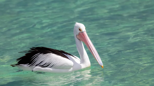 Pelican Australia mare — Foto Stock