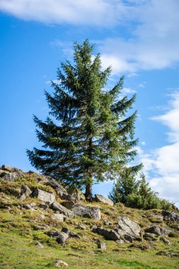Dağlarda yalnız köknar ağacı