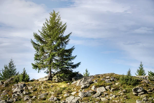 Одинокая ель в горах — стоковое фото