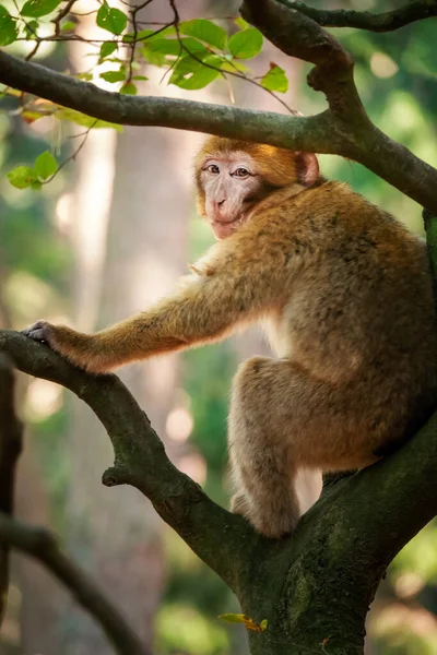 Macaco bárbaro na floresta — Fotografia de Stock