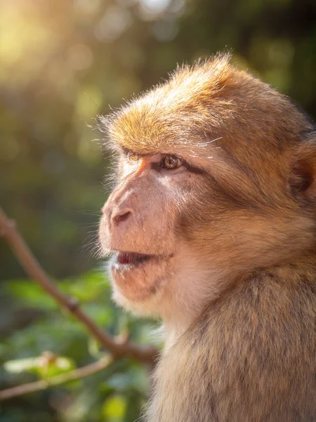 Macaco bárbaro na floresta — Fotografia de Stock