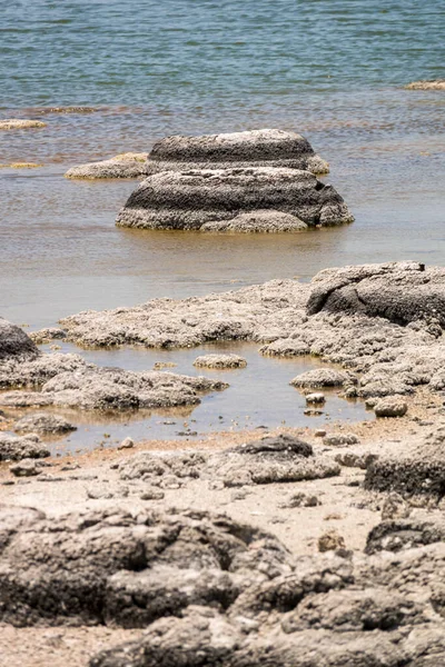 Uma Imagem Stromatolites Lake Thetis Austrália Ocidental — Fotografia de Stock