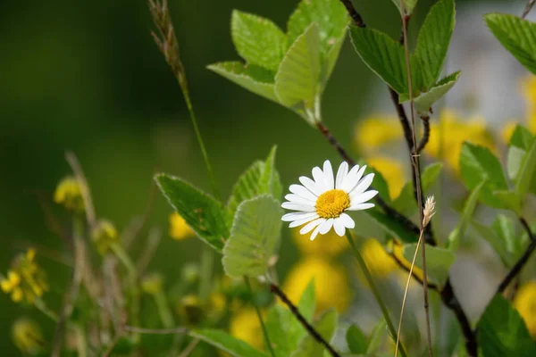Μια Εικόνα Από Ένα Φυσικό Λουλούδι Μαργαρίτα — Φωτογραφία Αρχείου