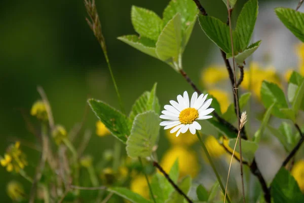 Immagine Fiore Margherita Naturale — Foto Stock