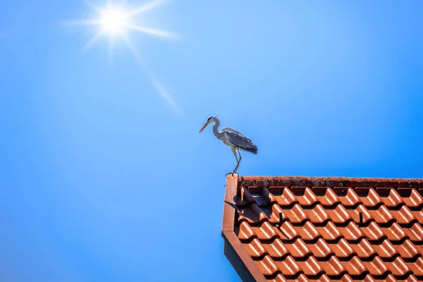 Das Bild Eines Reihers Auf Einem Roten Dach — Stockfoto