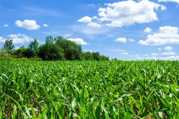 Een Afbeelding Van Een Maïsveld Met Blauwe Lucht — Stockfoto