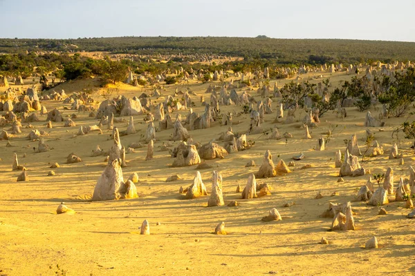Una Imagen Del Hermoso Desierto Pináculos Oeste Australia —  Fotos de Stock