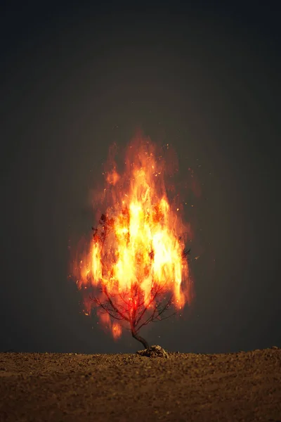 Image Burning Thorn Bush Christian Symbol — Stock Photo, Image