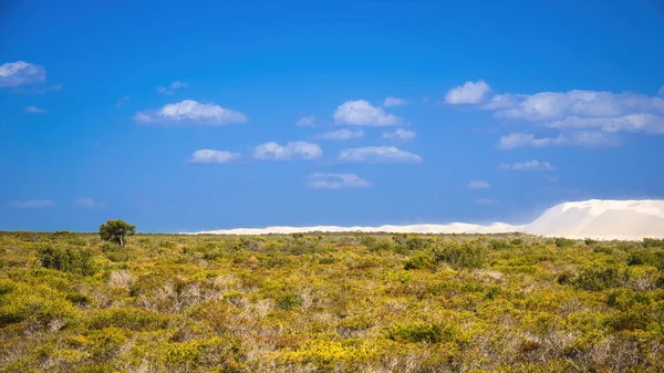 西澳大利亚一个白色沙丘的图像 — 图库照片