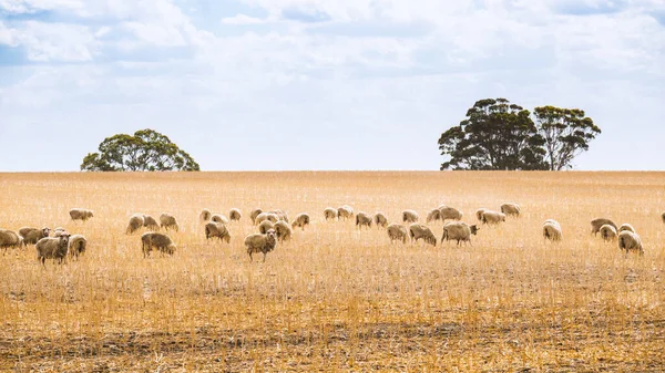 Uma Imagem Rebanho Ovelhas Austrália Sul — Fotografia de Stock