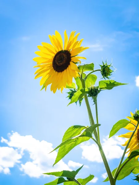 Image Single Sunflower Grid — Stock Photo, Image