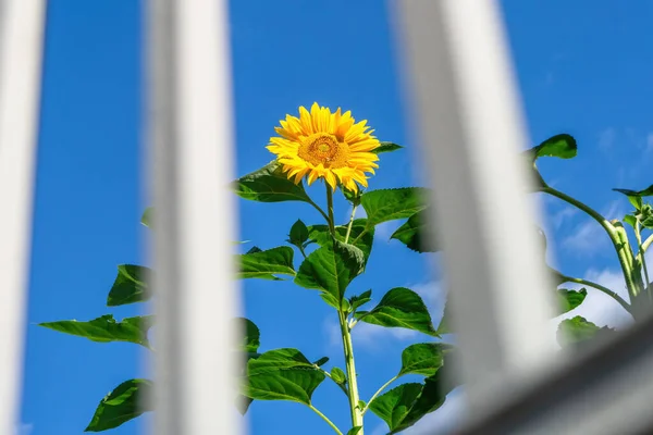 Image Single Sunflower Grid — Stock Photo, Image