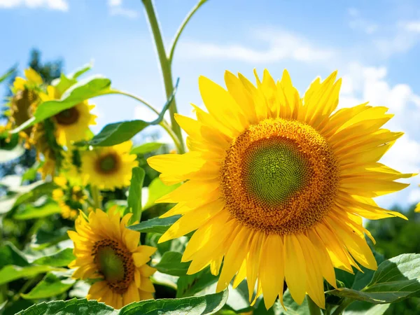 Een Afbeelding Van Een Aantal Zonnebloemen Een Zonnige Dag — Stockfoto