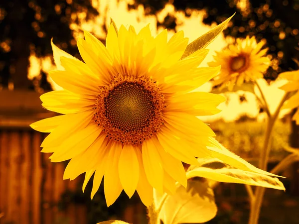 Een Afbeelding Van Sommige Zonnebloemen Zonsondergang Stemming — Stockfoto