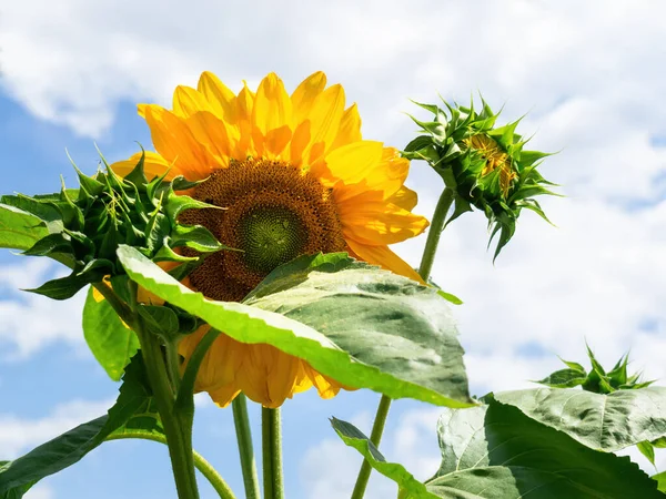 Een Afbeelding Van Een Enkele Zonnebloem Een Zonnige Dag — Stockfoto