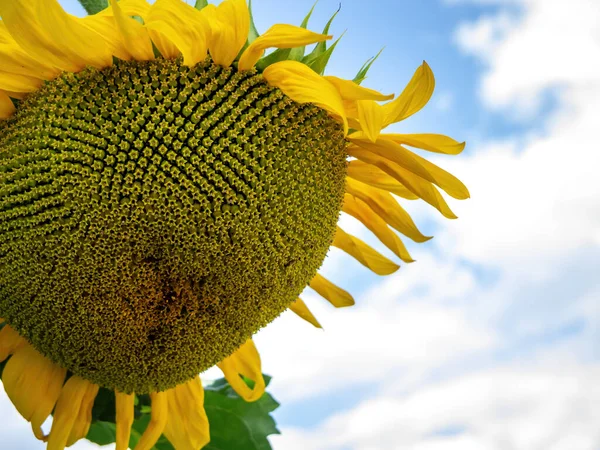 Image Single Sunflower Blue Sky Background — Stock Photo, Image