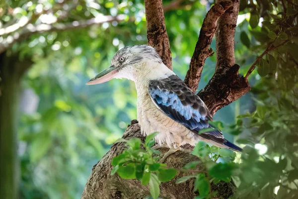 Une Image Oiseau Kookaburra Typique — Photo