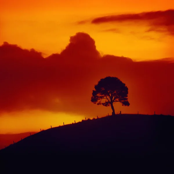 Image Sunset Sky Tree — Stock Photo, Image