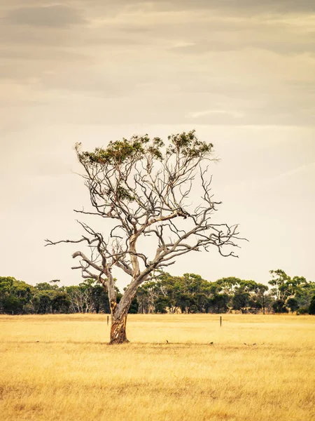 Uma Imagem Uma Árvore Eucalipto Uma Paisagem Australiana — Fotografia de Stock