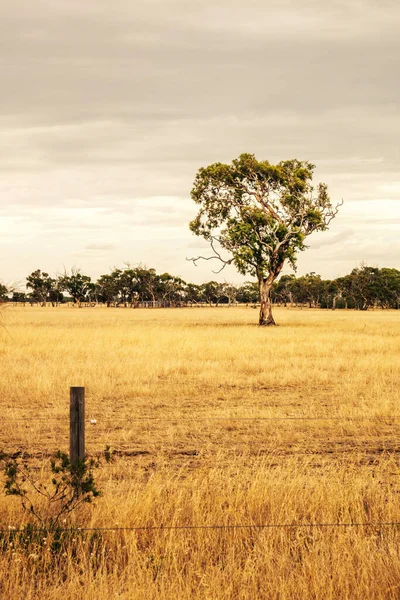 Obraz Eukalyptového Stromu Australské Krajině — Stock fotografie