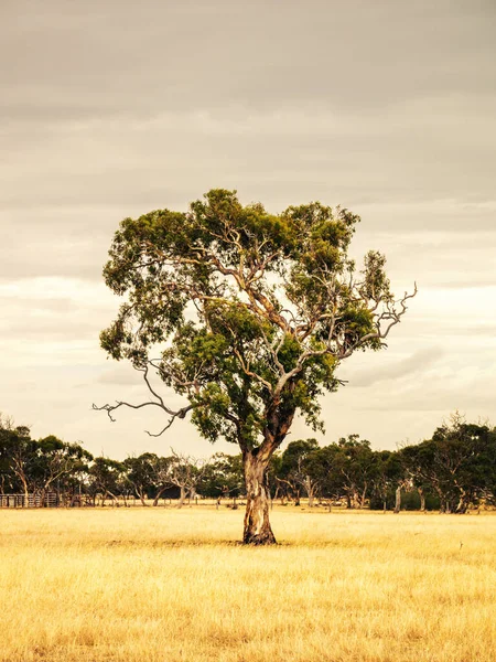 Avustralya Manzarasında Bir Okaliptüs Ağacı Resmi — Stok fotoğraf