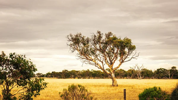 오스트레일리아 의경치 유칼립투스 나무의 — 스톡 사진