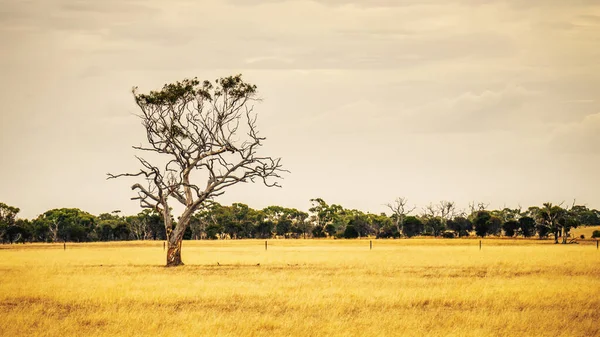 Ein Bild Eines Eukalyptusbaums Einer Australischen Landschaft — Stockfoto