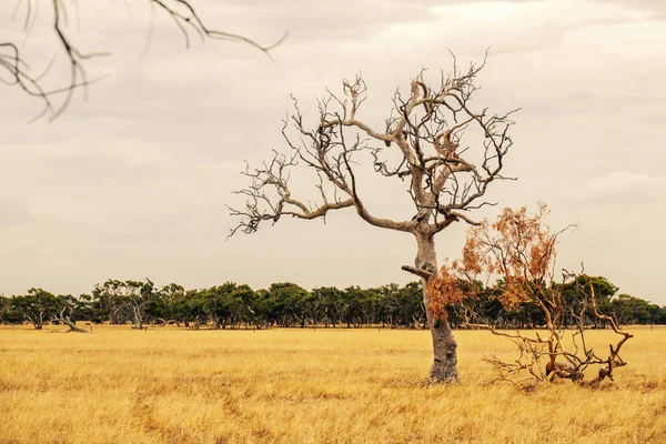 Immagine Albero Eucalipto Paesaggio Australiano — Foto Stock