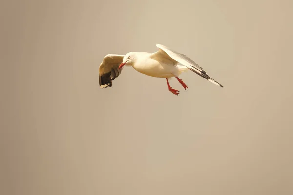 夕方の空のカモメのイメージ — ストック写真