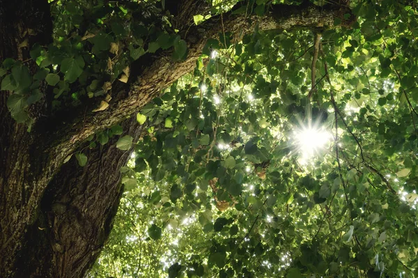 Ein Bild Eines Sonnensterns Durch Grüne Baumblätter — Stockfoto