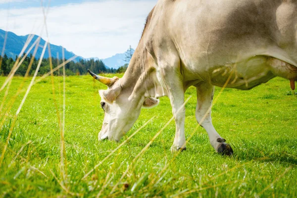 Image Bright Cow Bavarian Meadow — Stock Photo, Image