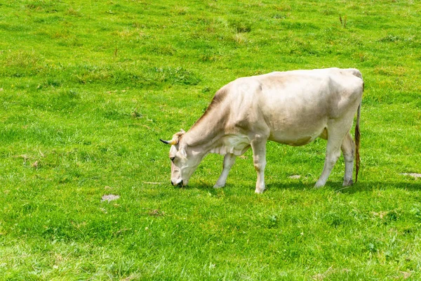 Das Bild Einer Hellen Kuh Auf Der Bayerischen Weide — Stockfoto