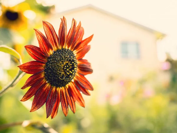 Image Red Sunflower Garden — Stock Photo, Image