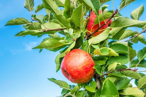 Image Juicy Red Apple Green Leaves — Stock Photo, Image