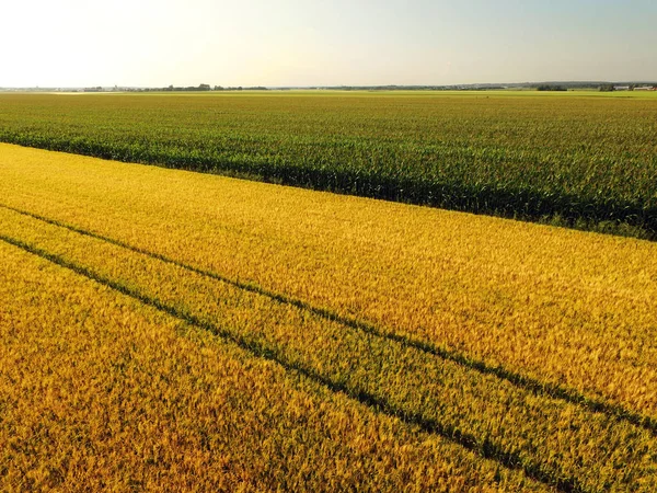 Letecký Pohled Zlaté Žluté Obilí Kontrastoval Vyšší Zelené Kukuřičné Pole — Stock fotografie