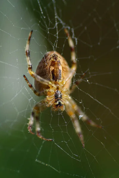 Садовий Павук Araneus Diadematus Чекає Посеред Своєї Павутини — стокове фото
