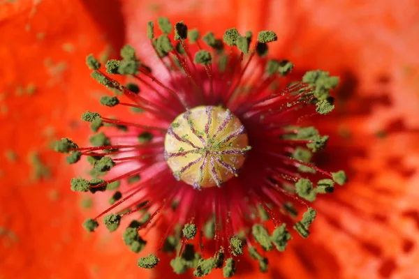 Makro Rdzenia Mak Czerwony Kwiat Pyłkiem Zielony — Zdjęcie stockowe