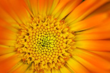 Sarı çekirdek makro yakın çekim ile güzel portakal çiçeği