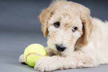 Tenis topu ile suçlu köpek yavrusu goldendoodle