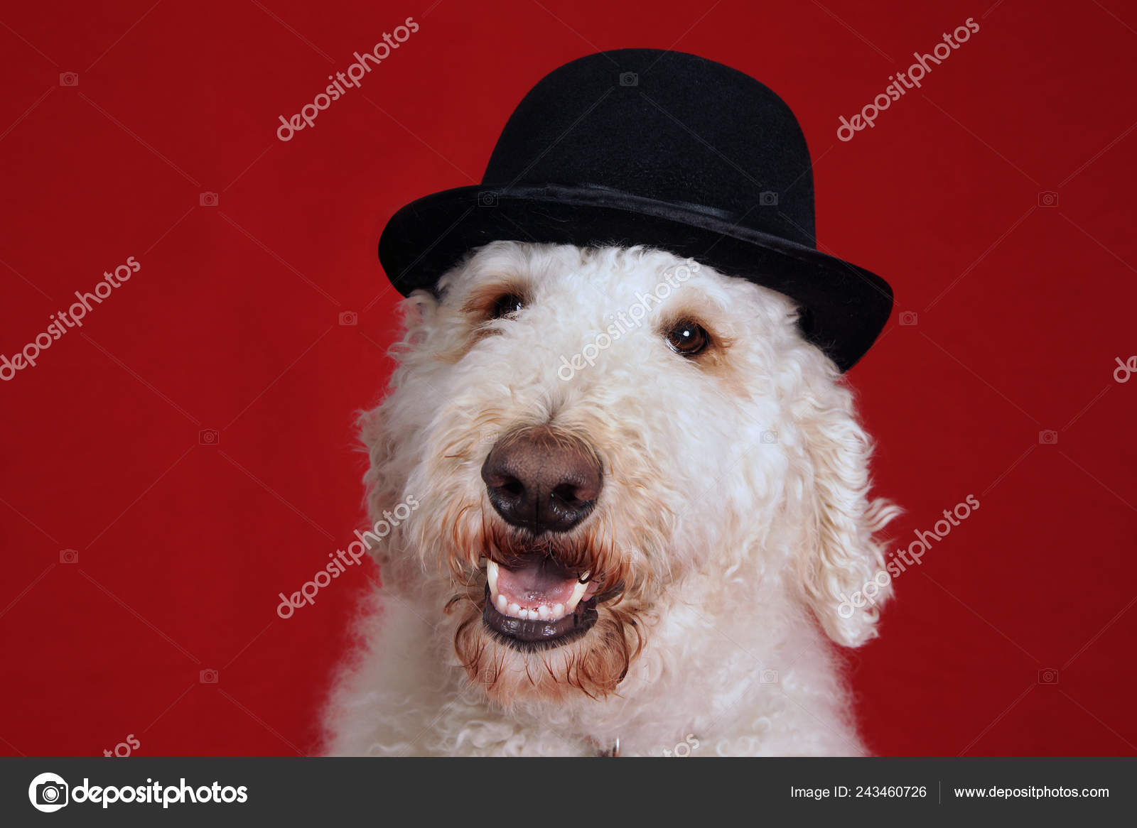 Cute Goldendoodle Dog Bowler Hat Portrait Red — Stock Photo © Mirage3
