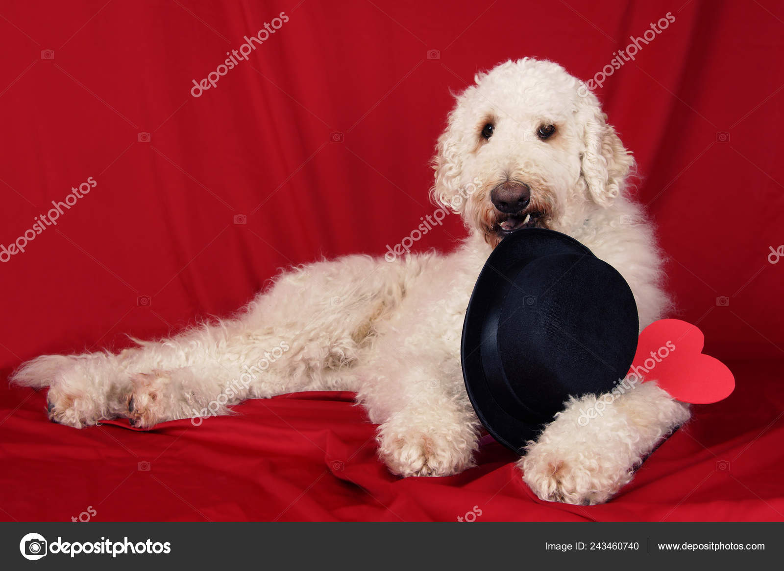 dog bowler hat