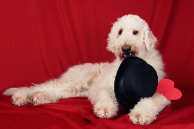 Tatlı, seksi goldendoodle köpek melon şapka, aşk kavramı ile