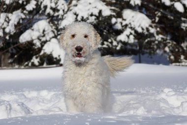 Soğuk karda oynayan sevimli goldendoodle köpek
