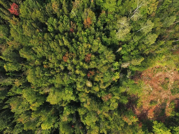 Vista Aérea Del Bosque Boreal Siempreverde Árboles Decididos —  Fotos de Stock