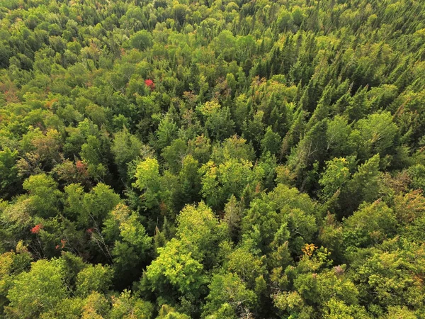 Letecký Pohled Boreální Les Quebecu Kanada — Stock fotografie